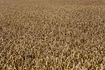 goldenen Kornfeldern im Sommer