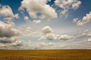 weisse Wolken am blauen Himmel über goldenen Kornfeldern