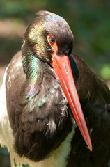 Black Stork