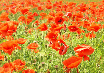 poppy flower meadow