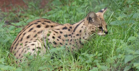 Fototapeta premium Serval