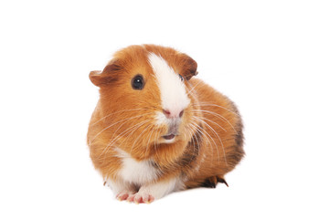 Guinea pig