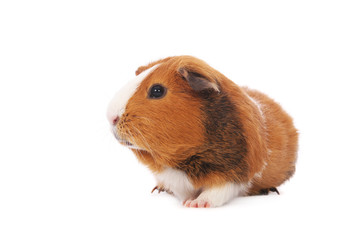 Guinea pig