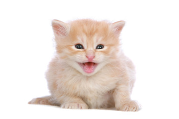 Meowing Angora kitten
