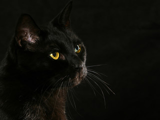 Black cat on black