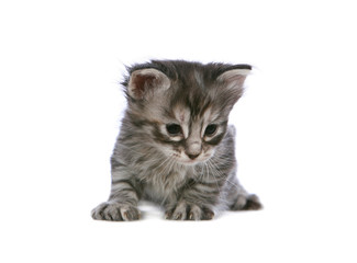 Obraz premium Angora kitten