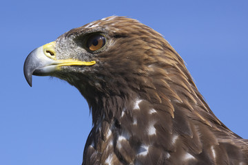 steppenadler