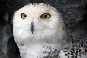Snowy Owl