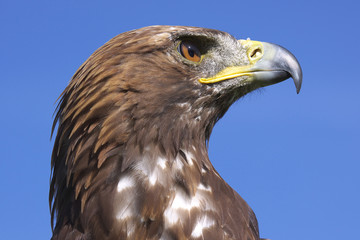 steppenadler