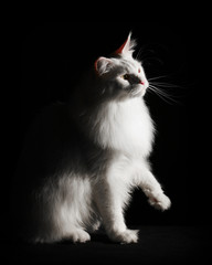 White Maincoon on black