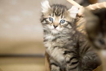 Fototapeta premium 子猫