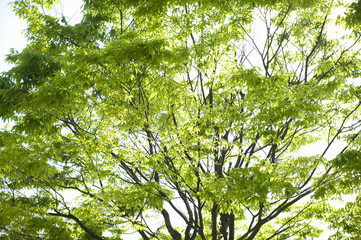 Obraz premium 新緑