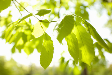 Obraz premium 新緑