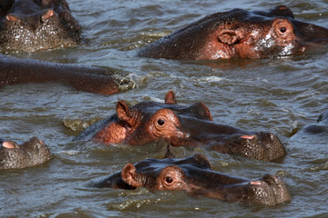 Fototapeta premium Hippos in Africa
