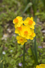 Obraz premium スイセン