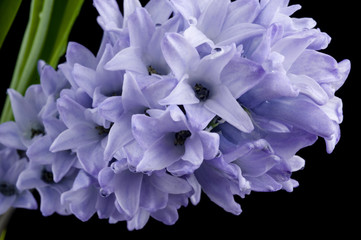 close-up of purple hyacinth on black