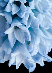 blue hyacinth close-up