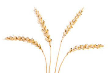 Golden wheat isolated on a white background.