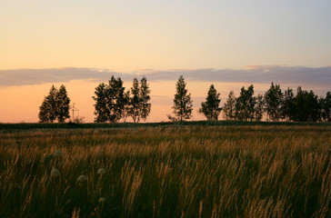 Summer landscape in the evening.
