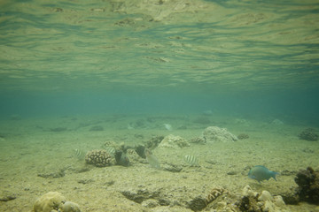 Underwater Scenic 0439