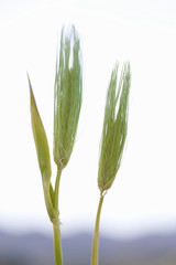 麦