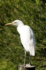 Stork