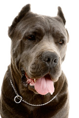 Cane Corso dog on white background