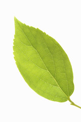 Obraz premium 葉っぱ