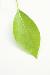 Obraz premium 葉っぱ