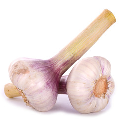 Frischer Knoblauch © sad dogg design