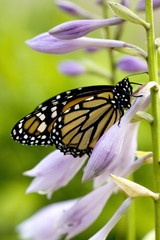 Beautiful monarch butterfly