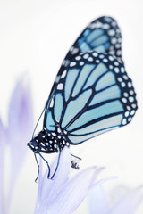 Fototapeta na wymiar Piękny motyl monarcha
