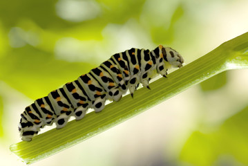 Monarch Caterpillar eating milkweed