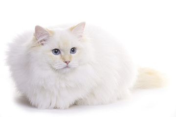 Fototapeta premium Cat with blue eyes sitting, Ragdoll