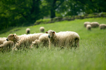 Obraz premium troupeau de moutons