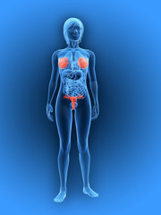 rot markierte brustdr&uuml;sen und uterus