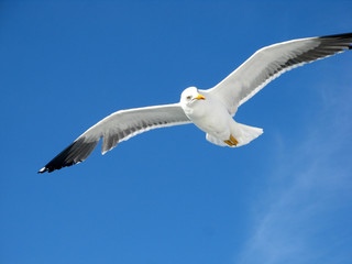 Möwe