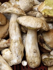 edible fungus ceps
