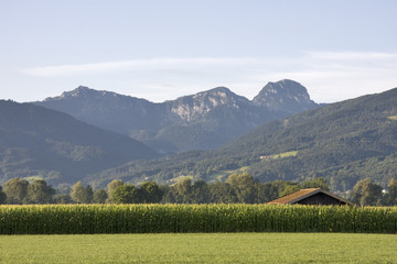 Obraz premium maisfeld mit scheunendach unter den alpen