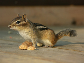 Chipmunk frisst Erdnuss