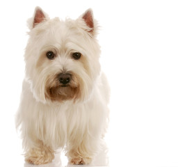 west highland white terrier standing with reflection