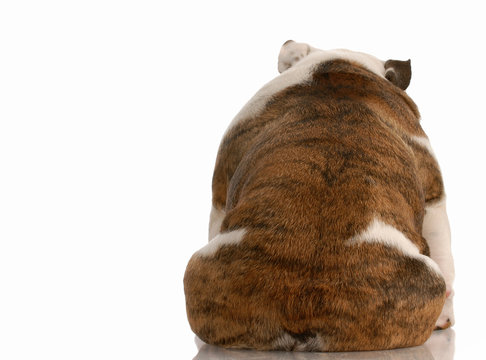 dog depression - english bulldog from the backside
