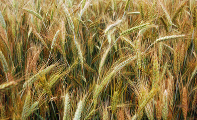 field