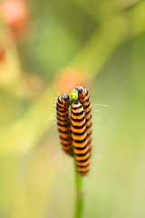 CHENILLES sur une tige