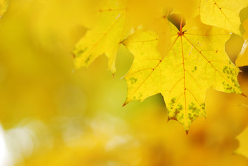 Obraz premium Autumn leaves background