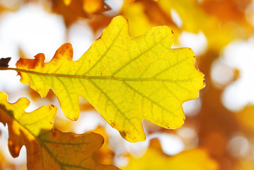 Autumn oak leaves
