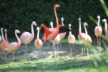 Phoenicopterus roseus