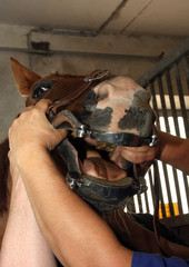 Zahnbehandlung beim Pferd