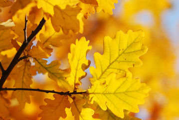Autumn oak leaves