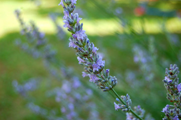 lavender flower